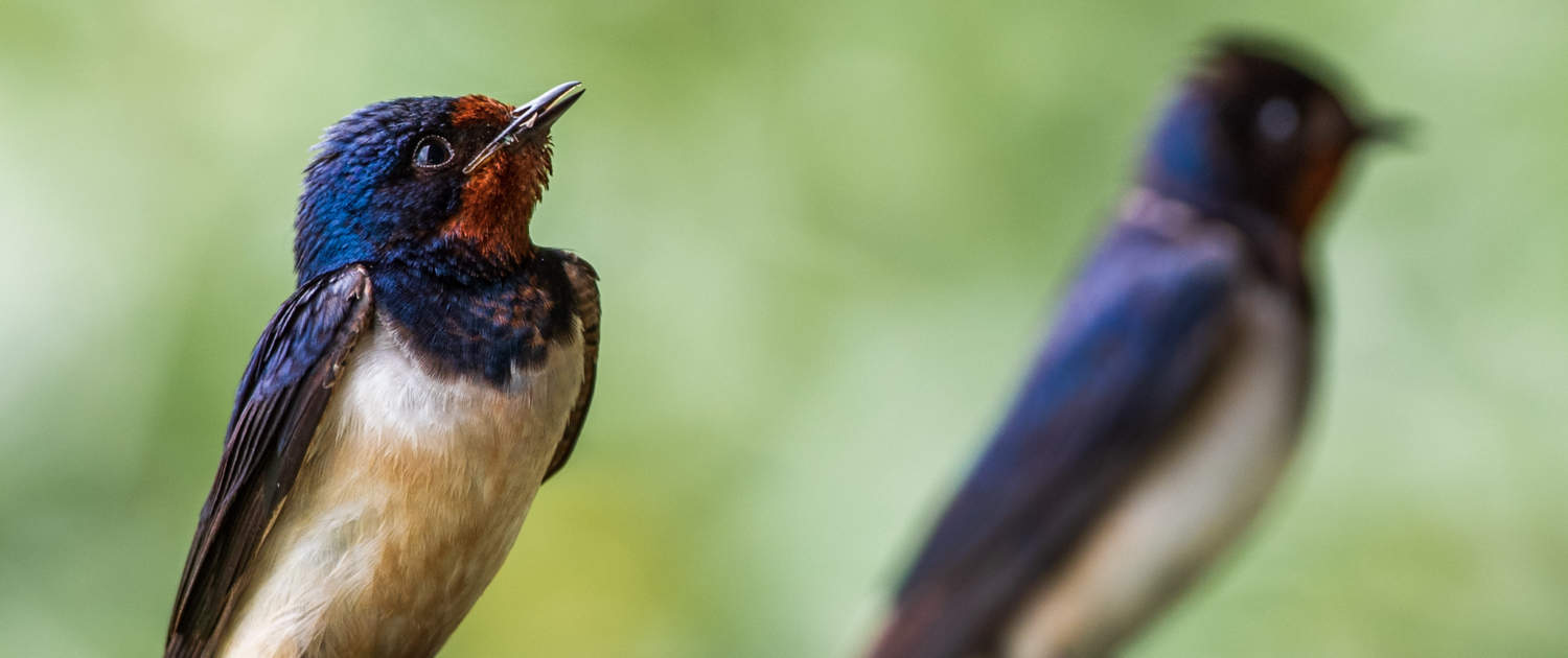 Boerenzwaluw in de vogelkijkhut