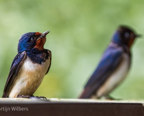 Boerenzwaluw in de vogelkijkhut